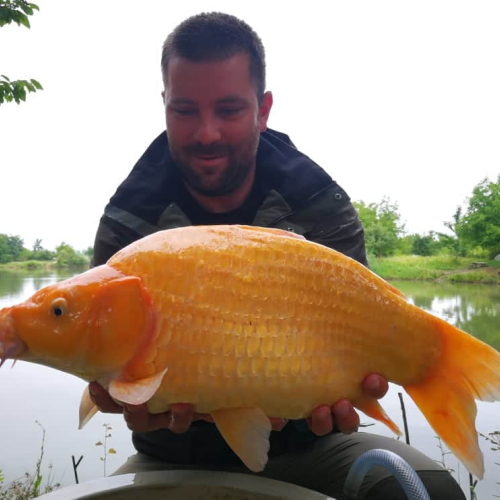 Koi_ponty_gömb