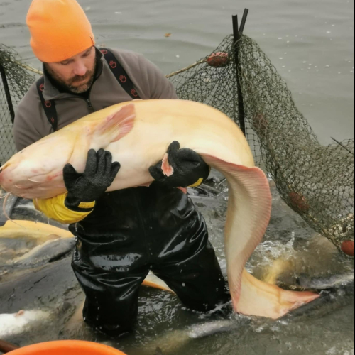 Big_Albino_catfish