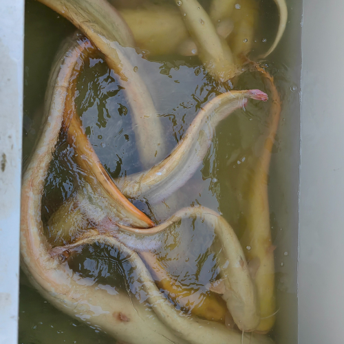 Albino_Catfish_for_sale
